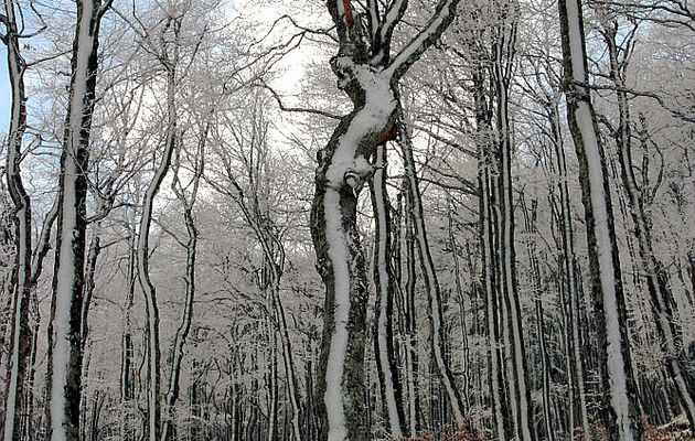 Paysages des Pyrénées (Année 2007)