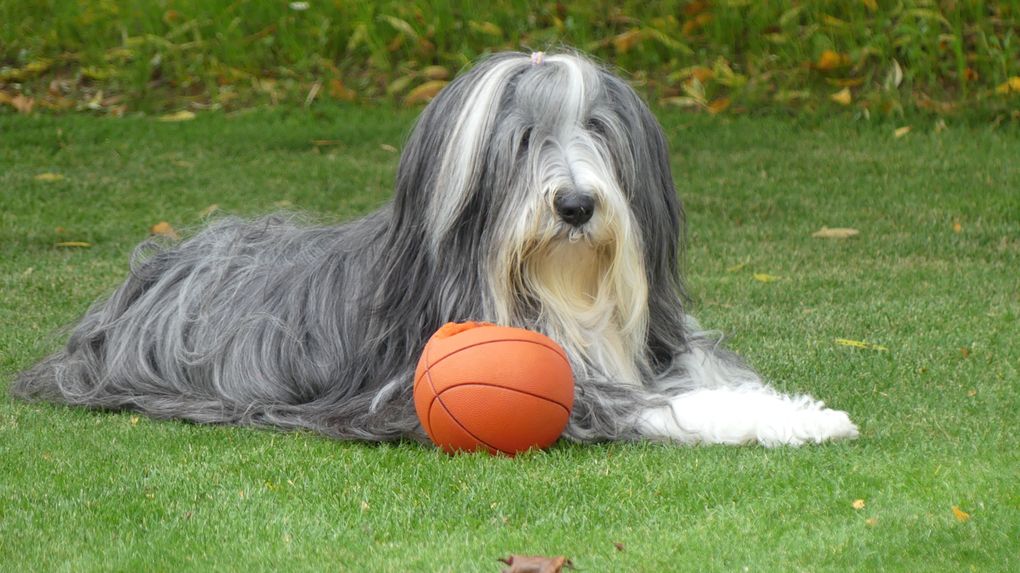 Diaporama Octavia * photos du 15.10.2025