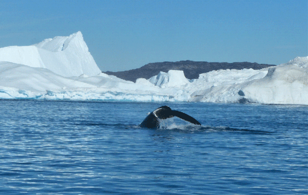 Animation .gif : Le plongeon de la baleine à bosse (mégaptère) - Ilulissat - Disko Bay - Groenland