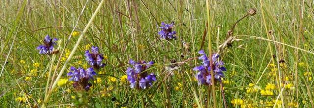 Prunella grandiflora  -  brunelle à grandes fleurs