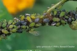 Les insectes - De la prairie à la haie - Un monde d'insectes 