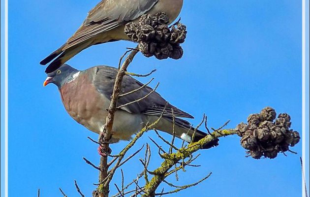 Pigeon ramier, Palombe, Common Wood Pigeon (Columba palumbus) - Ars-en-Ré - Ile de Ré - 17