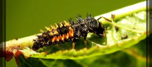Larve de coccinelle asiatique, Harmonia axyridis