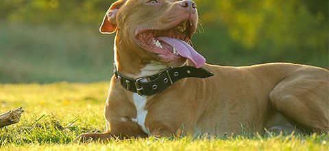 How To Ask A Doctor For Emotional Support Animal Letter?