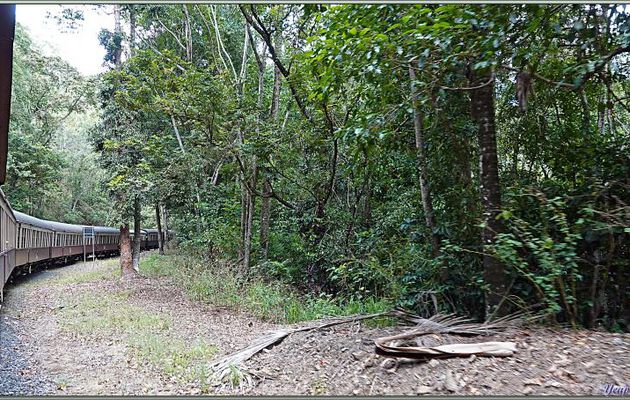 Quelques vues depuis le train qui nous conduit à Kuranda, avec, au bout, la découverte des koalas ! - Australie