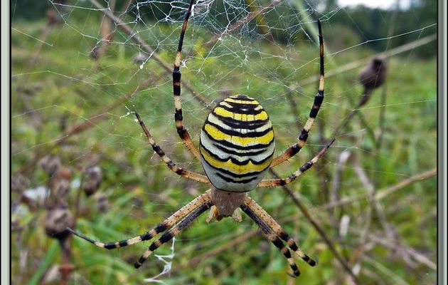 Faune des Pyrénées (Images de mon ancien blog, année 2010)