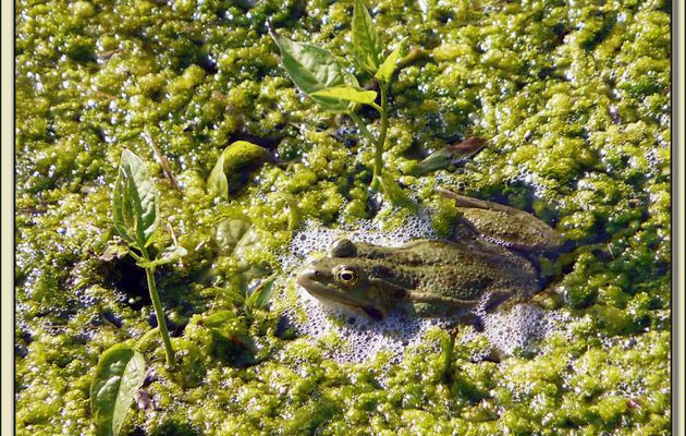Grenouille timide (Batracianus timidus) - La Couarde-sur-Mer - Ile de Ré - 17