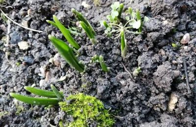 ... ça pousse...déjà!