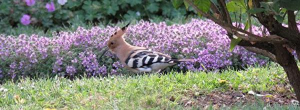 Oiseaux.
