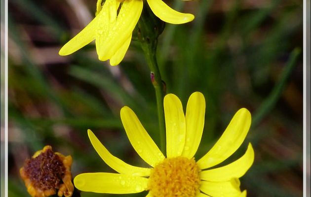 Séneçon de Mazamet ou du Cap ou sud-africain (Senecio inaequidens) - Verdun - 09