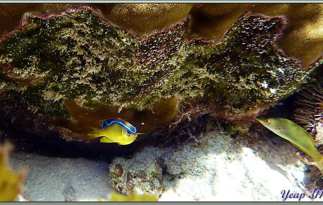 Poisson Demoiselle de Brownrigg (Chrysiptera brownriggii) et Girelle ? - Anse Marie-Louise - Mahé - Seychelles