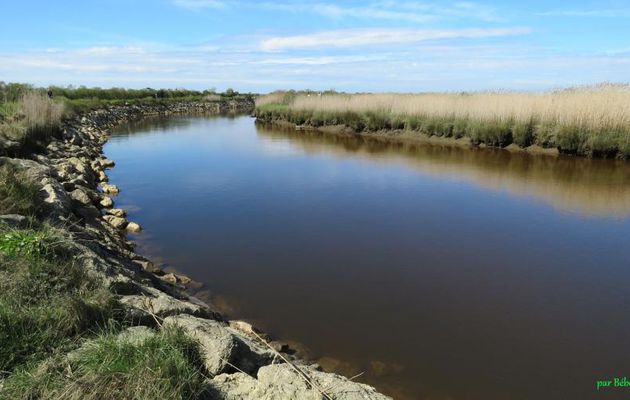 le parc ornithologique du Teich (33)