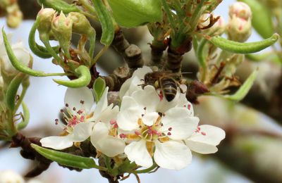 une abeille sur mes fleurs
