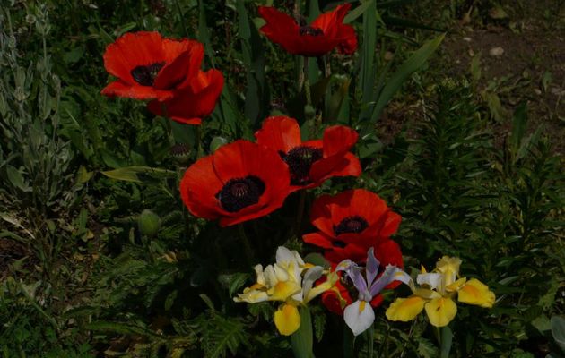 MAI  2012 - POUR LE PLAISIR DES YEUX