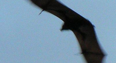 grey headed Flying foxes