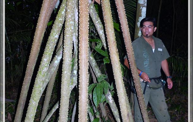 Notre guide Carlos et les racines d'un palmier à échasses ou palmier marcheur (Socratea exorrhiza) - Inkaterra Hacienda Concepcion - Puerto Maldonado - Pérou