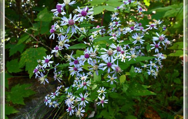 Aster à feuilles cordées, Heart-leaved Aster (Symphyotrichum cordifolium) - Mauricie - Québec - Canada