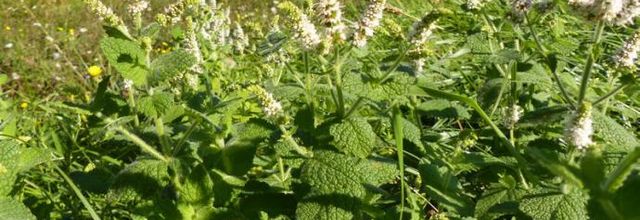 Mentha suaveolens - menthe à feuilles rondes
