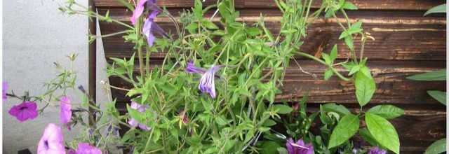 DERNIERES  FLEURS  DU  JARDIN 2024