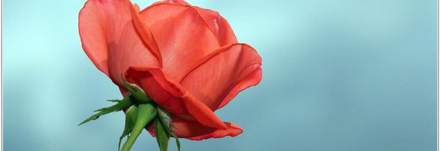 Rose (3) - Rosa