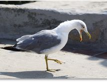 Goéland leucophée (Larus michahellis) en pleine conversation...