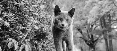Chat Loco