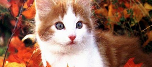 Good Morning (^^)