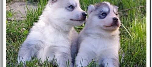Portée Husky Elouka J+24 (16 juillet 2014)