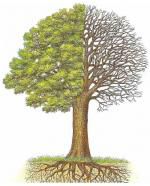 Les arbres