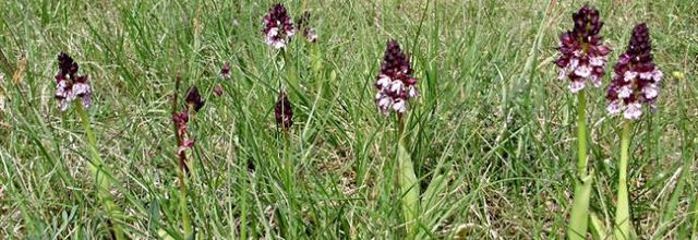 Orchis purpurea - orchis pourpre