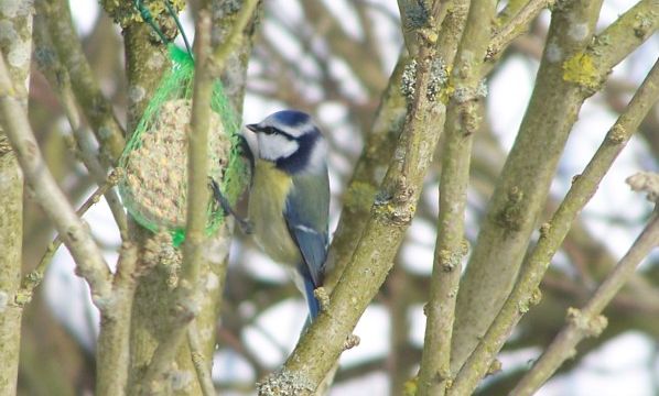 Mésange bleue - Cyanistes caeruleus