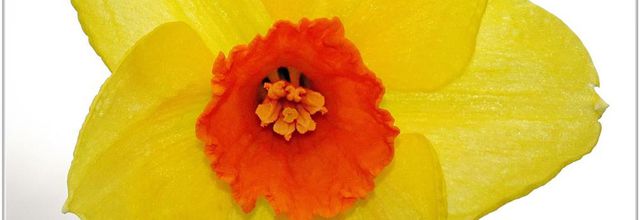 Narcisse (3) - Narcissus