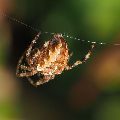 Une jolie femelle Araneus diadematus de début novembre