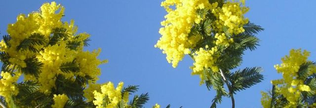 Mimosa en fleur à Pornic février 2017