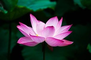 Comme un lotus ... 