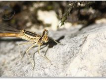 Agrion... Peut être les derniers de l'année