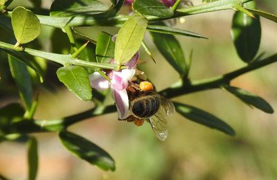 EB - 20 mai, journée mondiale des abeilles...