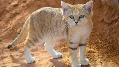 Le chat des sables ... 