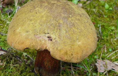 Des cèpes dans mon jardin...