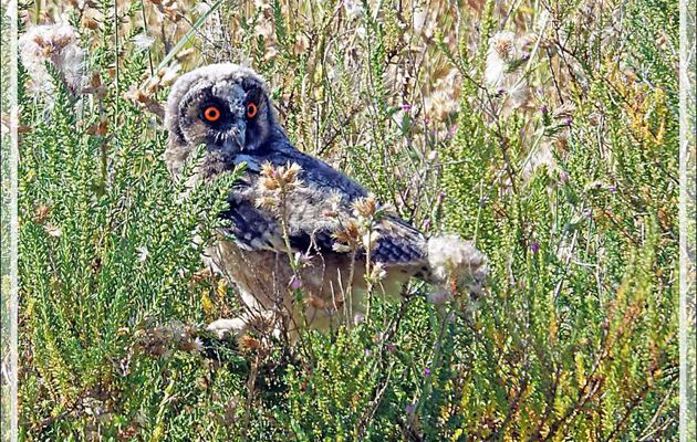 Hibou moyen-duc juvénile, Long-eared Owl (Asio otus) - Ars-en-Ré- Ile de Ré - 17