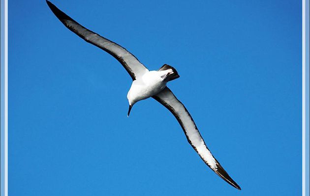 Albatros à nez jaune, Atlantic Yellow-nosed Albatross (Thalassarche chlororhynchos) - Tristan da Cunha