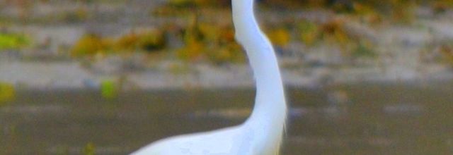   L AIGRETTE  GARZETTE 
