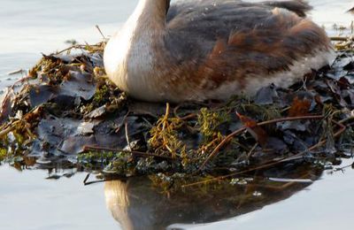 Grèbe huppé (Podiceps cristatus)