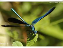 Caloptéryx vierge ♂ ssp. meridionalis (Calopteryx virgo)