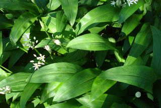 Plantes sauvages comestibles : cueillettes de printemps
