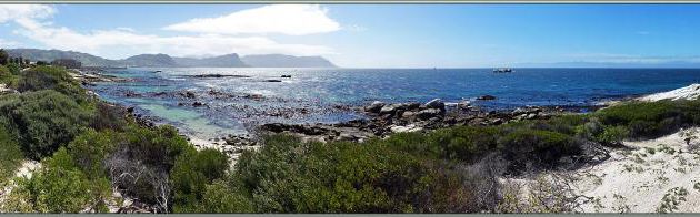 La plage aux Manchots du Cap, African Penguins (Spheniscus demersus) : Boulders Beach - Simon's Town - Afrique du Sud