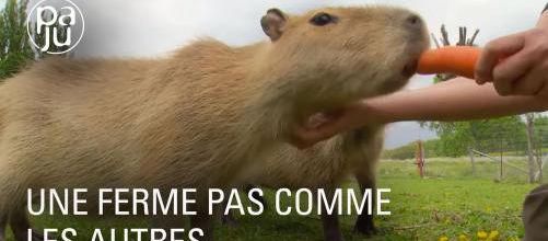 Une paysanne offre un refuge à plus de 30 espèces d’animaux
