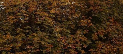 L'automne...