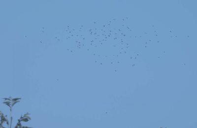 Oiseaux migrateurs le dimanche 21 octobre 2018