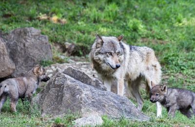 Pétition pour protéger les loups